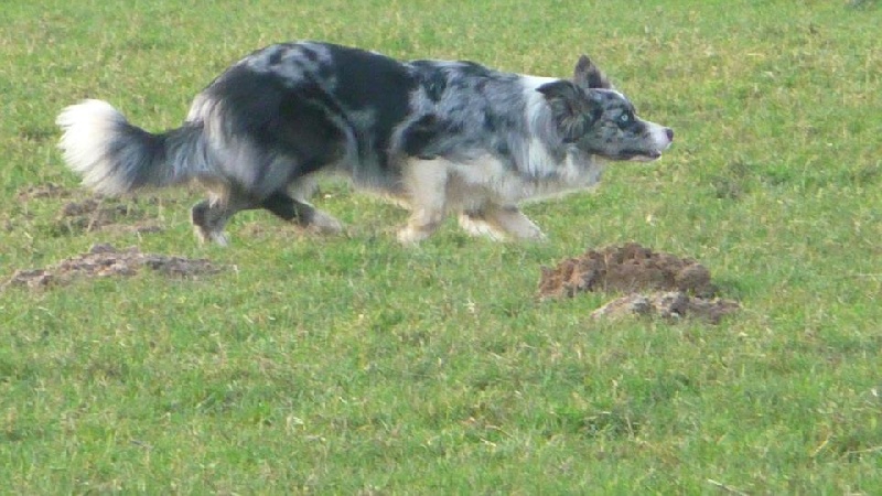 Eden park blue star du Masque Noir de Vandrimare