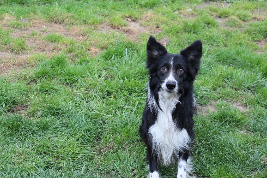 Falcon Du Chene De Nesle