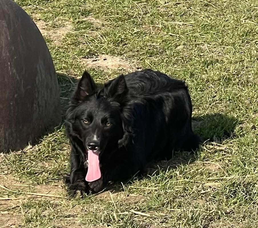 Una Black de la bergerie de morgane