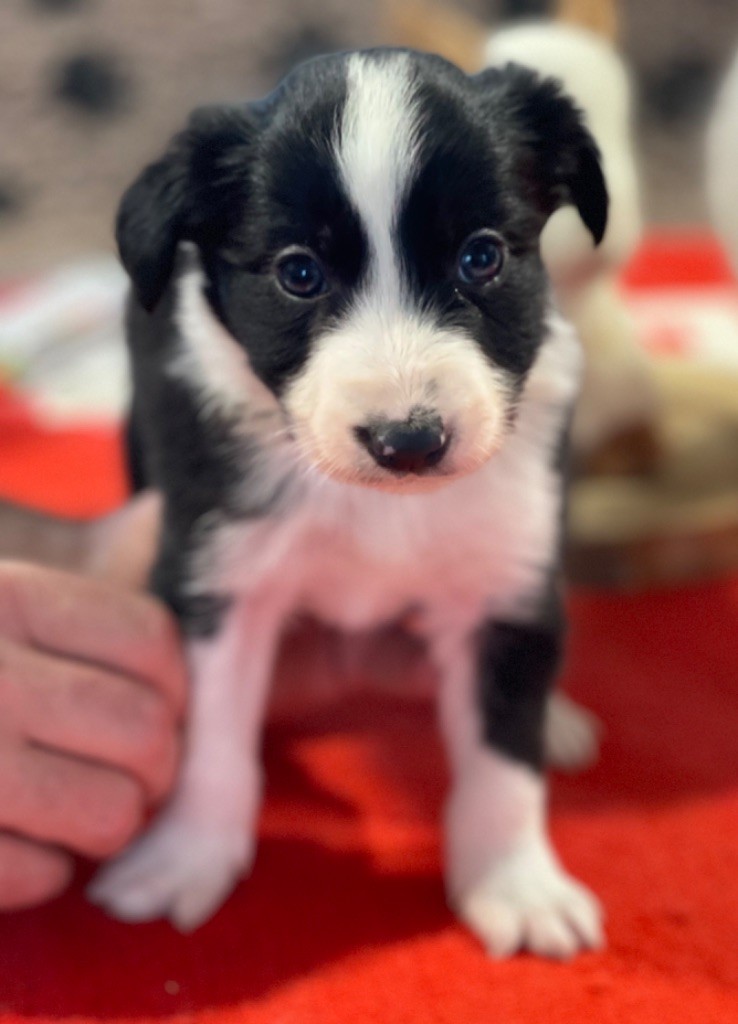 du Masque Noir de Vandrimare - Border Collie - Portée née le 08/12/2023