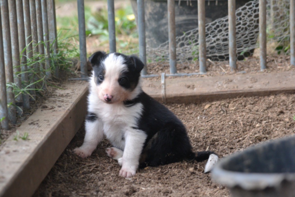 du Masque Noir de Vandrimare - Border Collie - Portée née le 24/07/2024