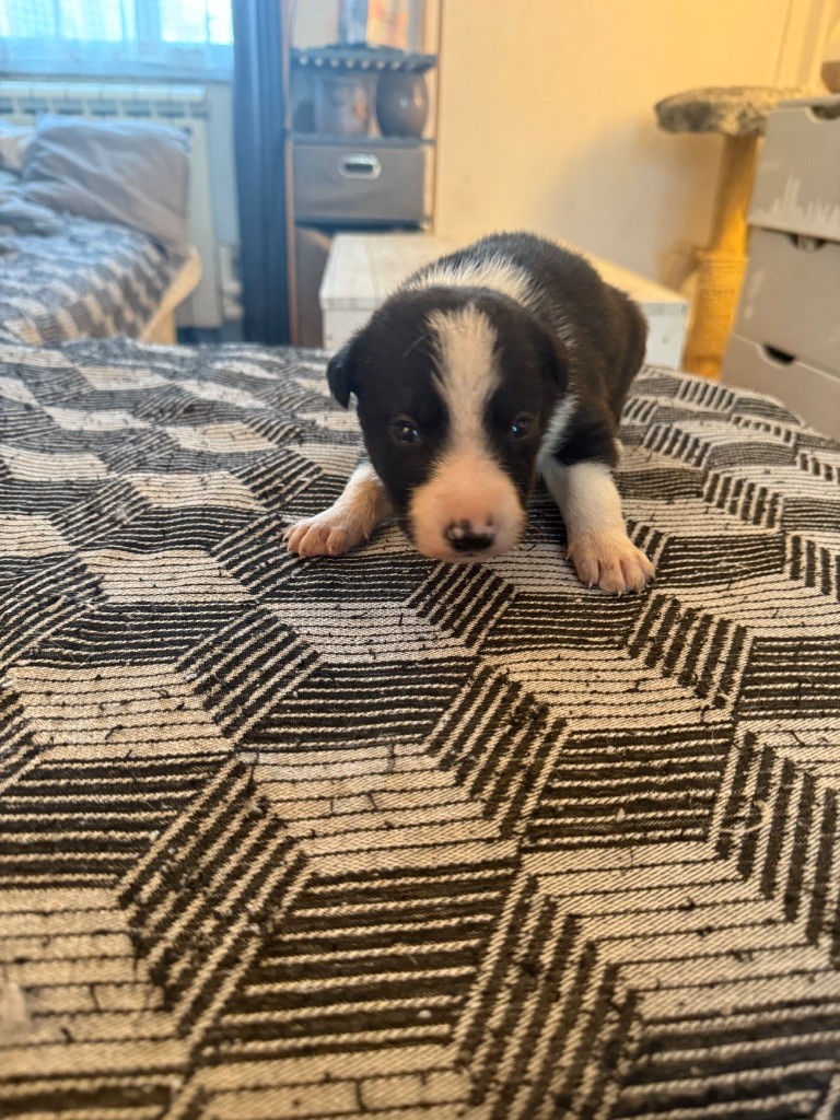 du Masque Noir de Vandrimare - Chiots disponibles - Border Collie