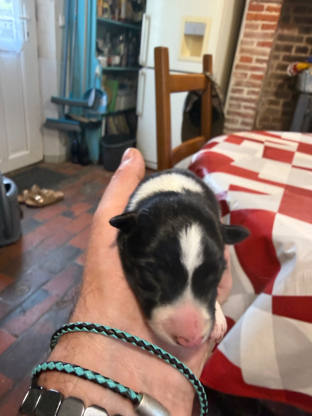du Masque Noir de Vandrimare - Chiots disponibles - Border Collie