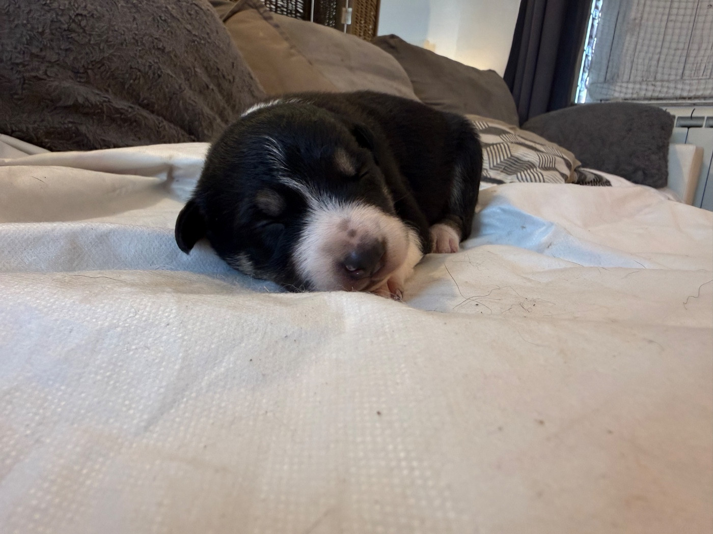 du Masque Noir de Vandrimare - Chiots disponibles - Border Collie
