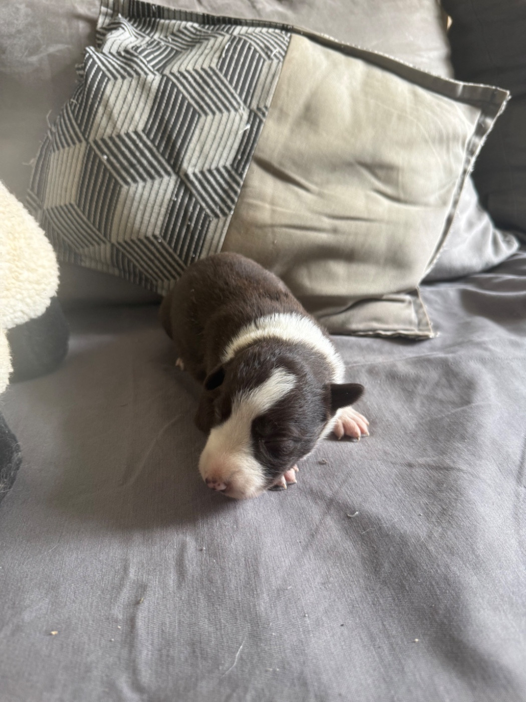 du Masque Noir de Vandrimare - Chiots disponibles - Border Collie