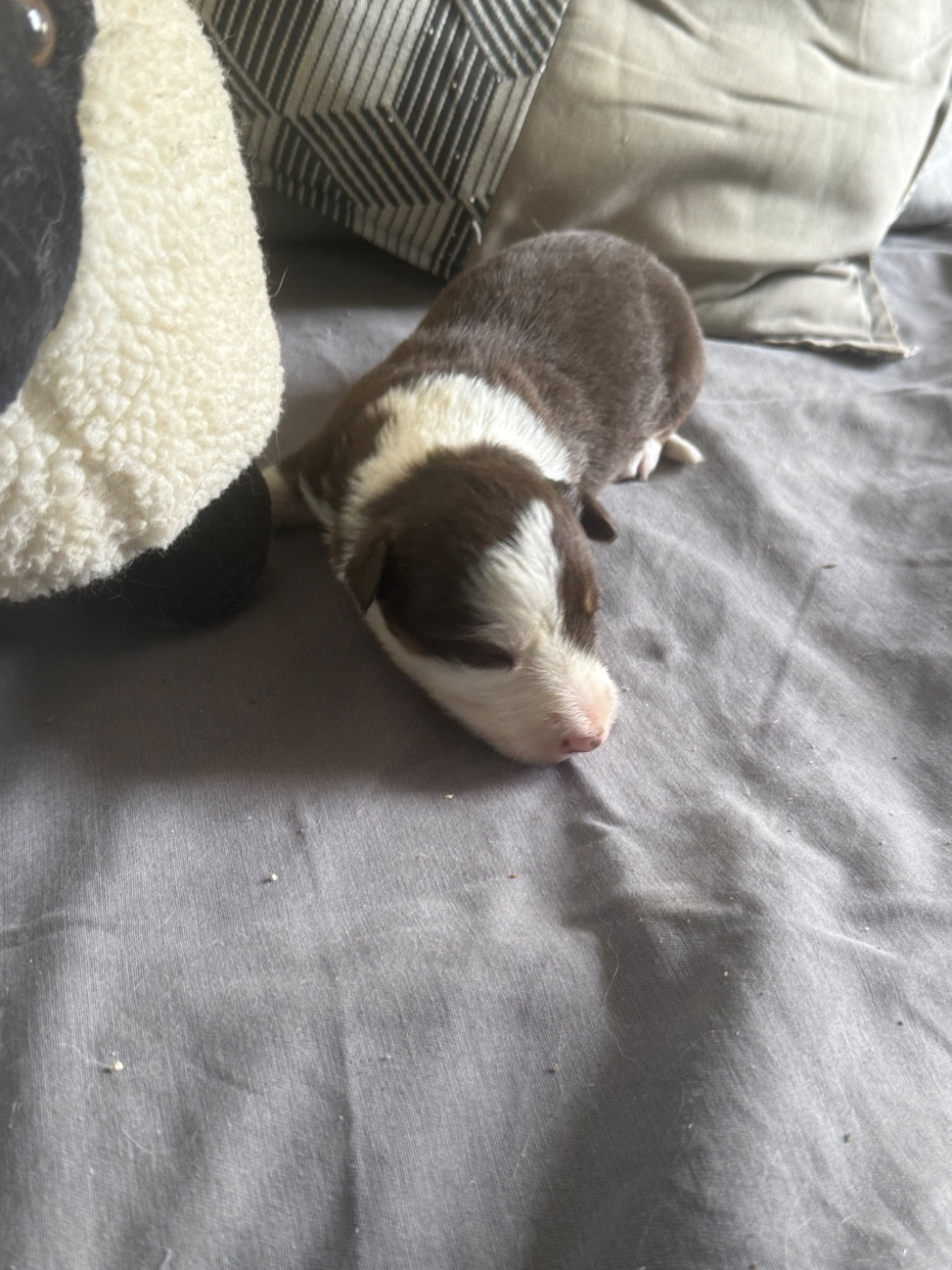 du Masque Noir de Vandrimare - Chiots disponibles - Border Collie