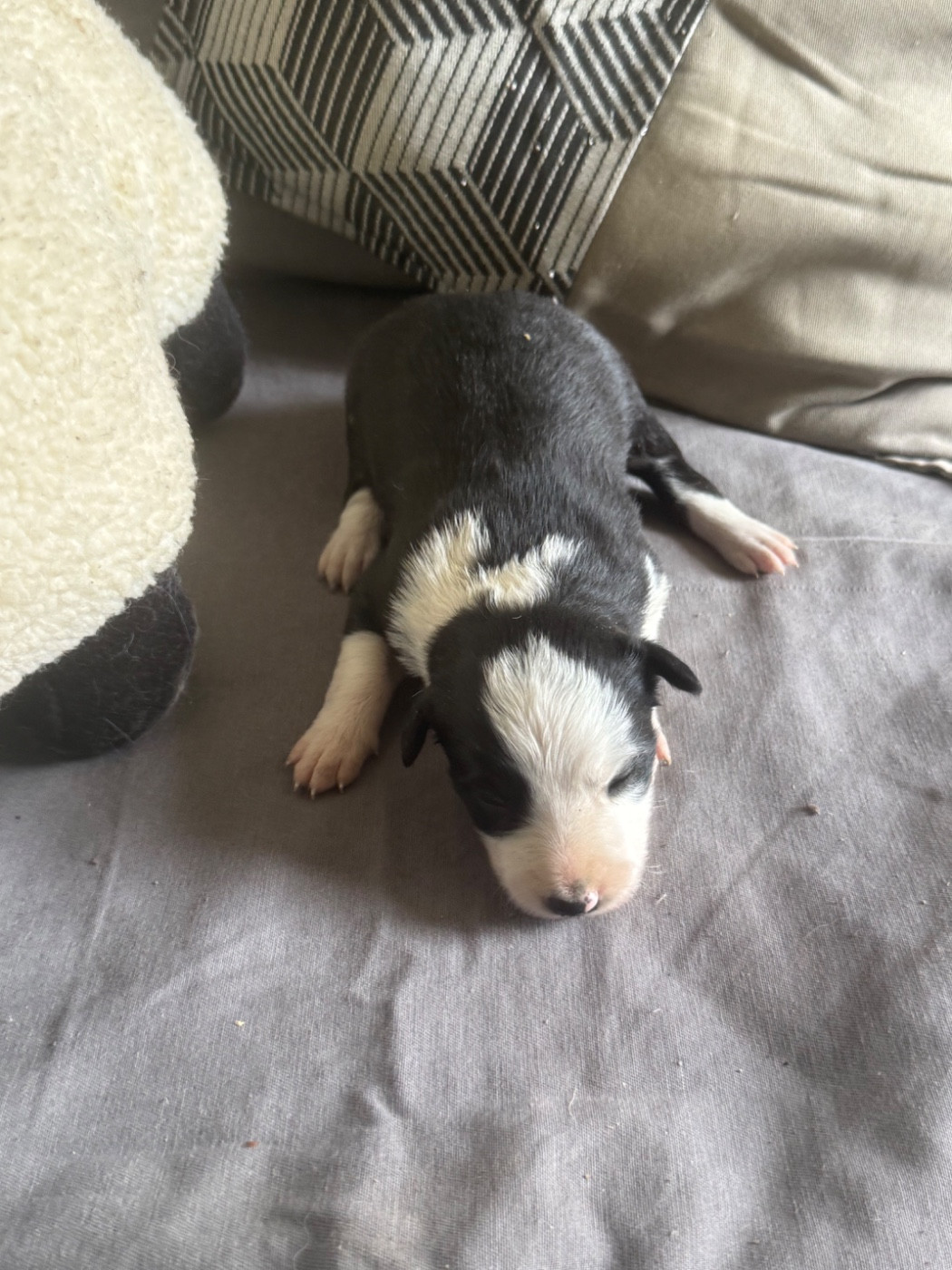 du Masque Noir de Vandrimare - Chiots disponibles - Border Collie