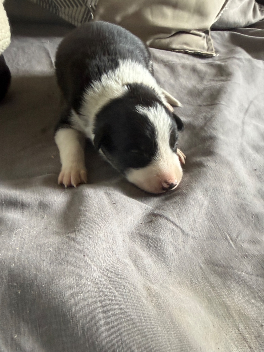 du Masque Noir de Vandrimare - Chiots disponibles - Border Collie