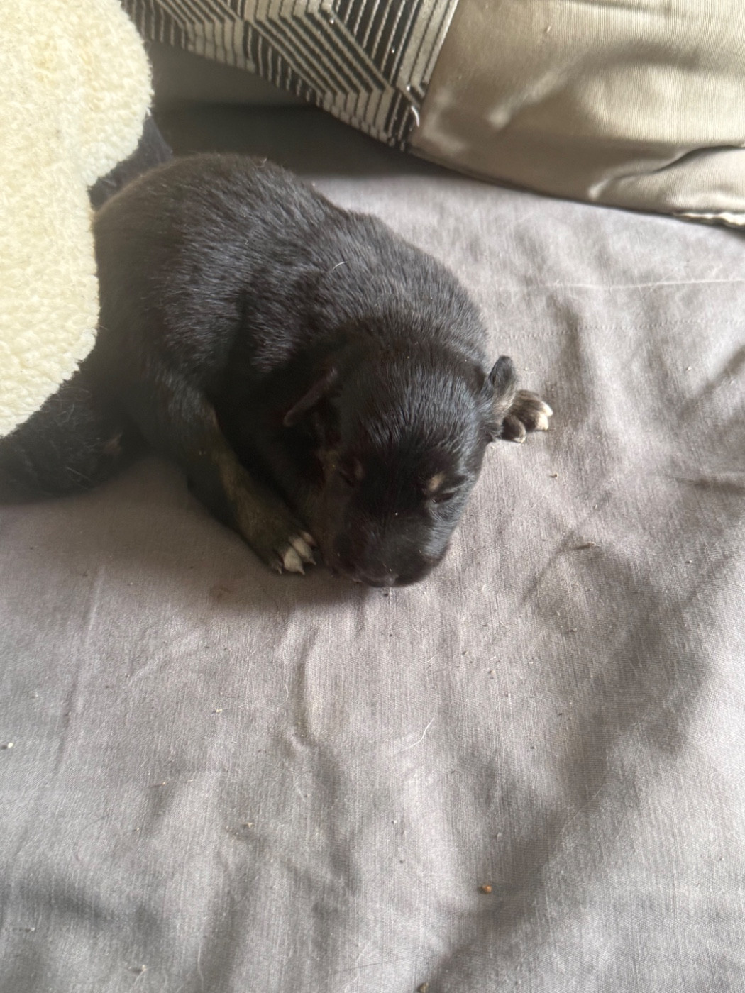 du Masque Noir de Vandrimare - Chiots disponibles - Border Collie