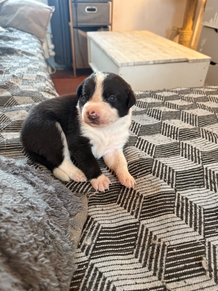 du Masque Noir de Vandrimare - Chiots disponibles - Border Collie