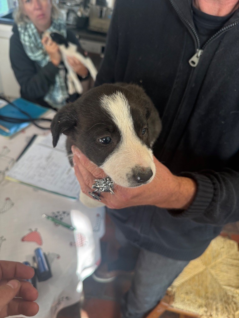 du Masque Noir de Vandrimare - Border Collie - Portée née le 23/08/2025