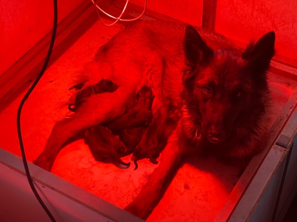 du Masque Noir de Vandrimare - Berger Belge - Portée née le 28/03/2021