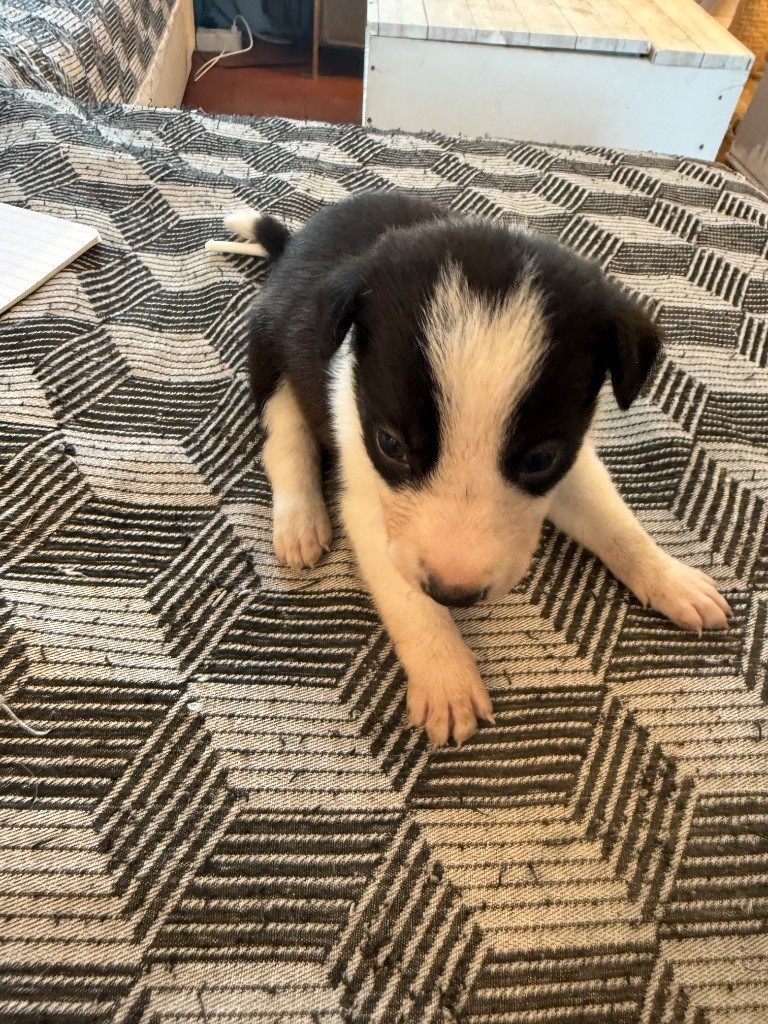 du Masque Noir de Vandrimare - Chiots disponibles - Border Collie