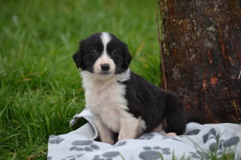 du Masque Noir de Vandrimare - Border Collie - Portée née le 06/01/2025