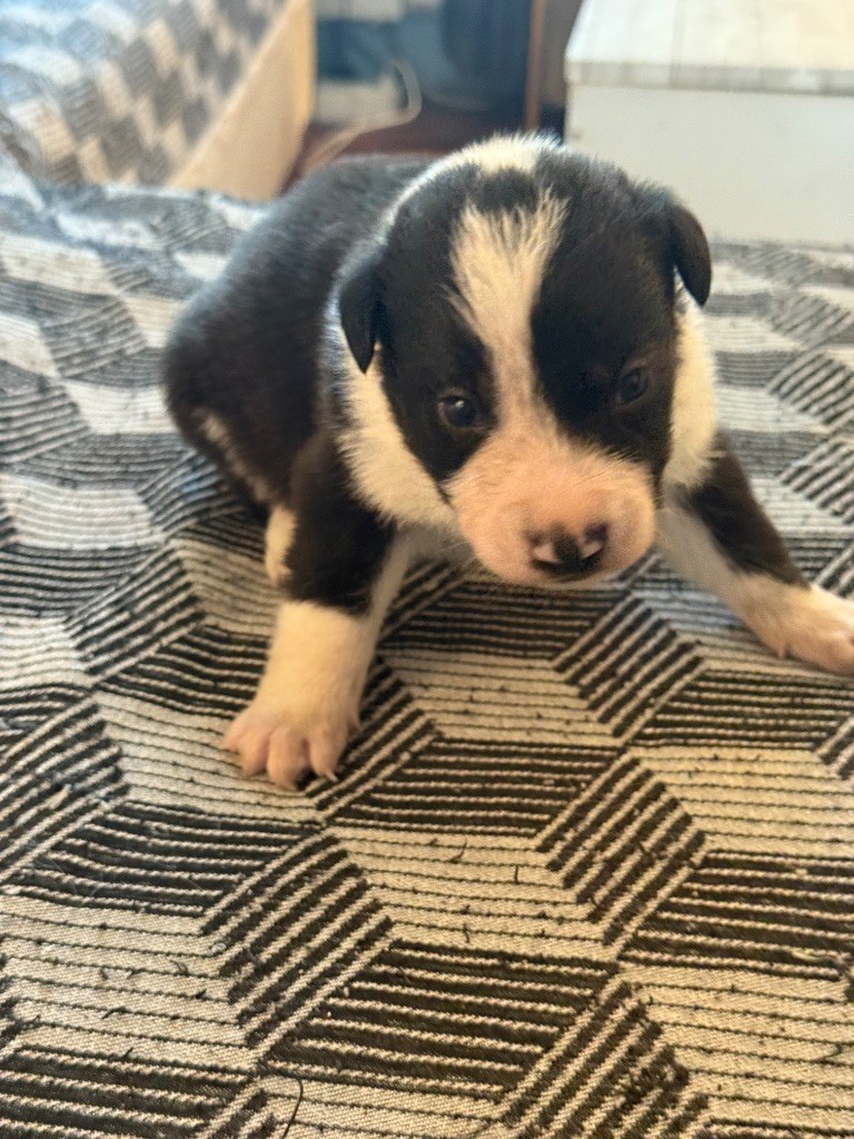 du Masque Noir de Vandrimare - Chiots disponibles - Border Collie