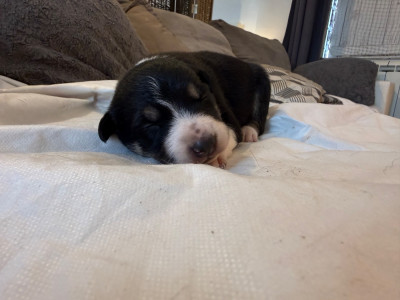 CHIOT 1