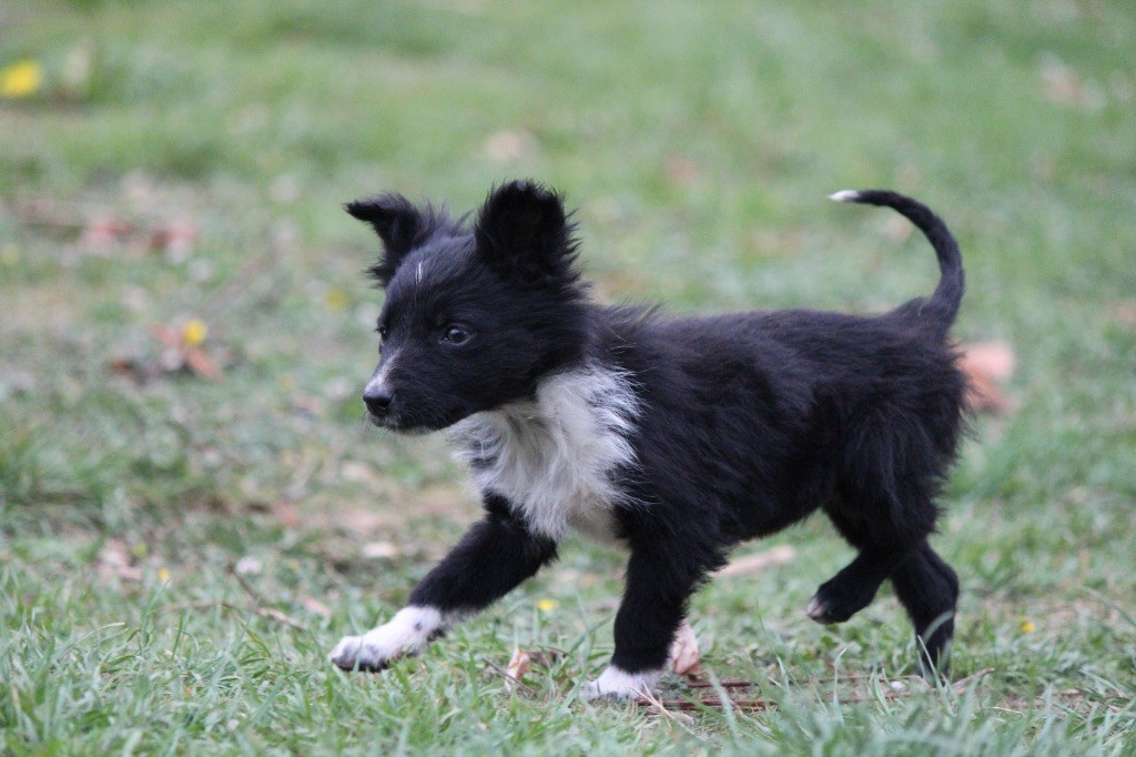 du Masque Noir de Vandrimare - Chiots disponibles - Border Collie