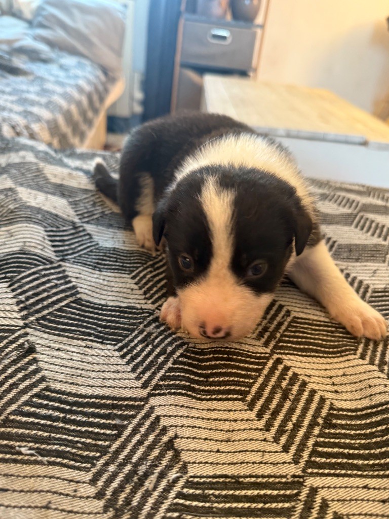 du Masque Noir de Vandrimare - Chiots disponibles - Border Collie