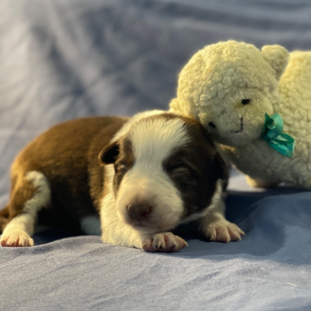 du Masque Noir de Vandrimare - Border Collie - Portée née le 07/03/2024