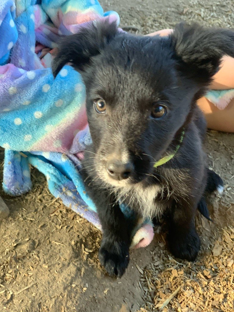 du Masque Noir de Vandrimare - Chiots disponibles - Border Collie