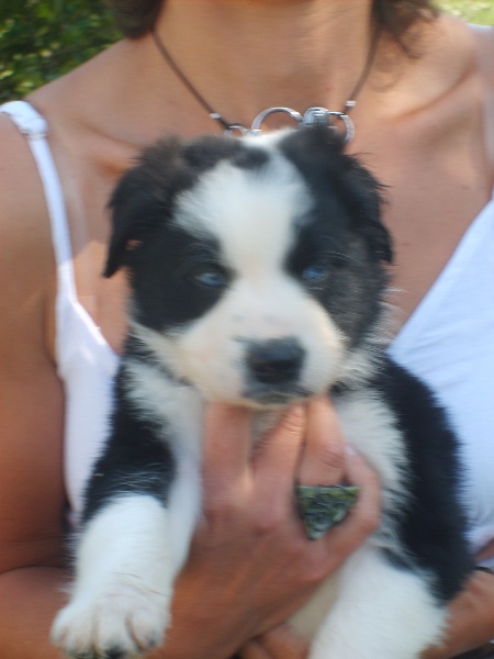 du Masque Noir de Vandrimare - Border Collie - Portée née le 19/07/2011