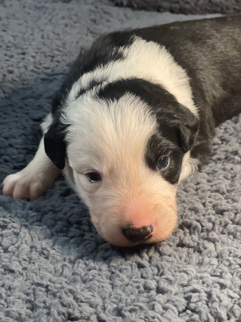 du Masque Noir de Vandrimare - Border Collie - Portée née le 17/10/2024